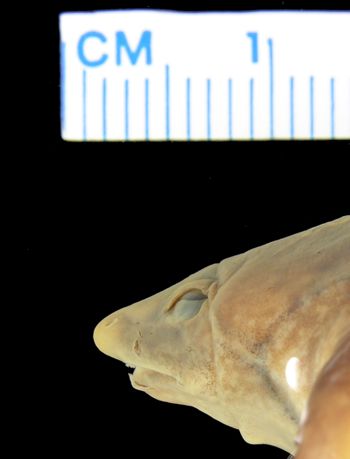 Media type: image; Herpetology A-86795